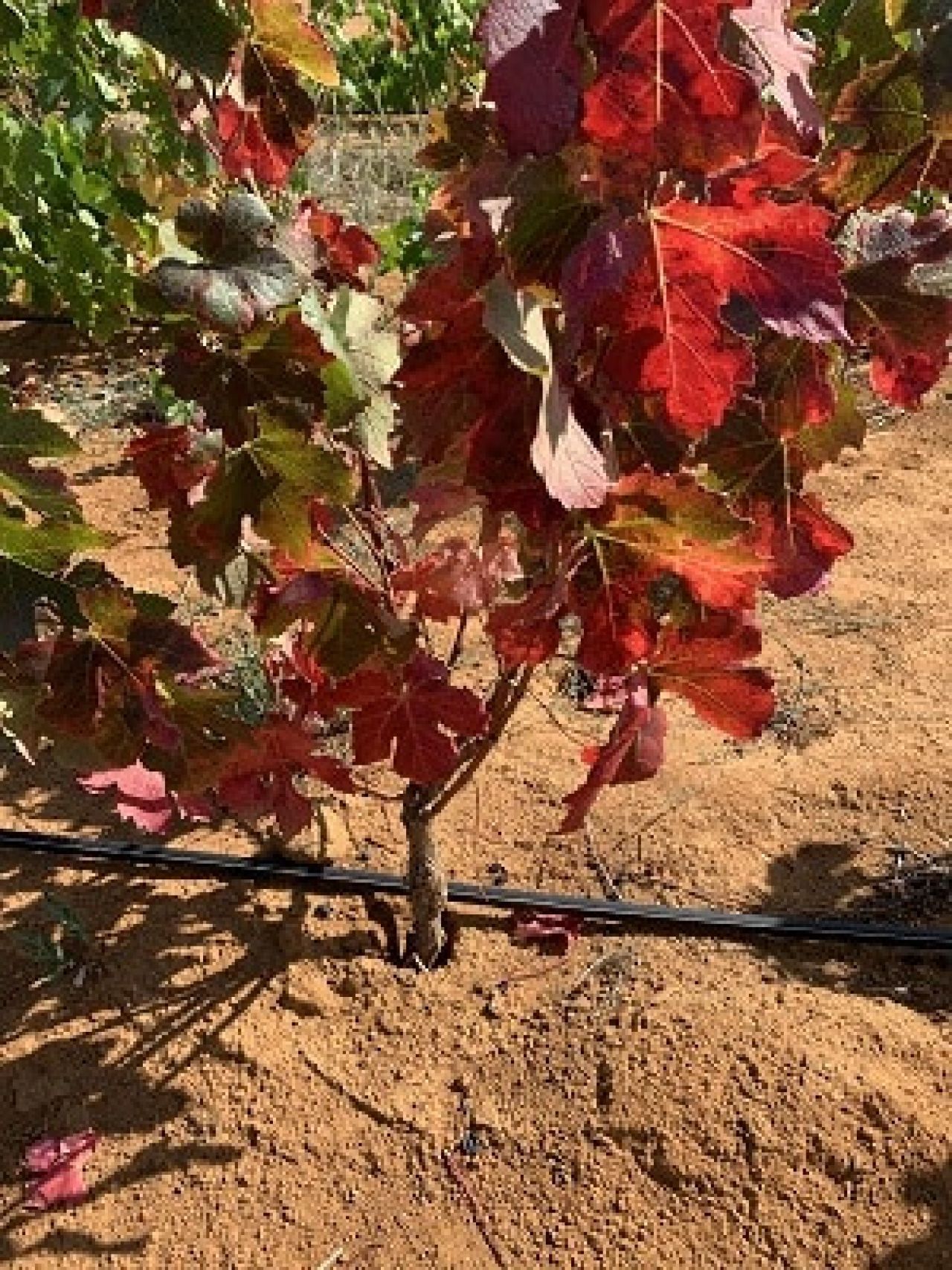 In the vineyard Photo 3 2