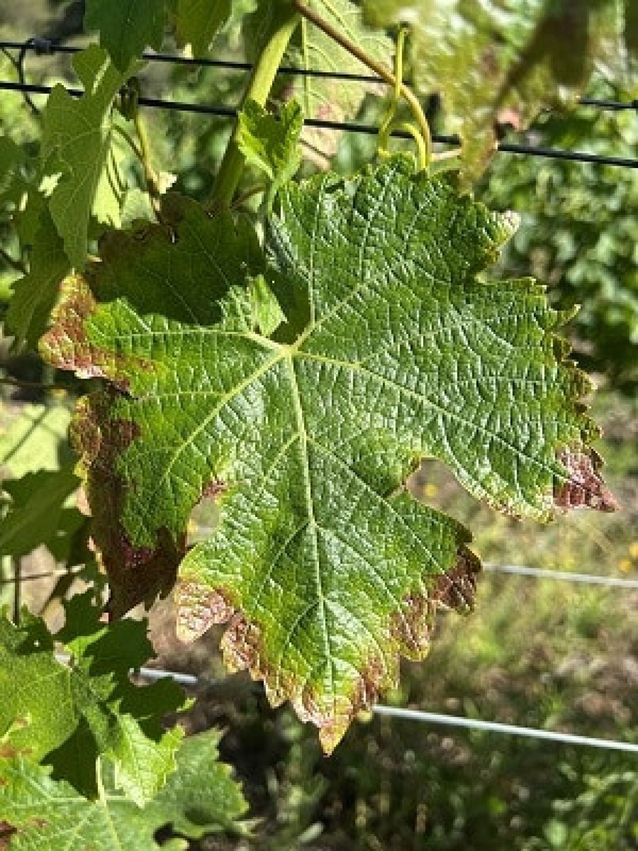 In the vineyard Photo 4 1