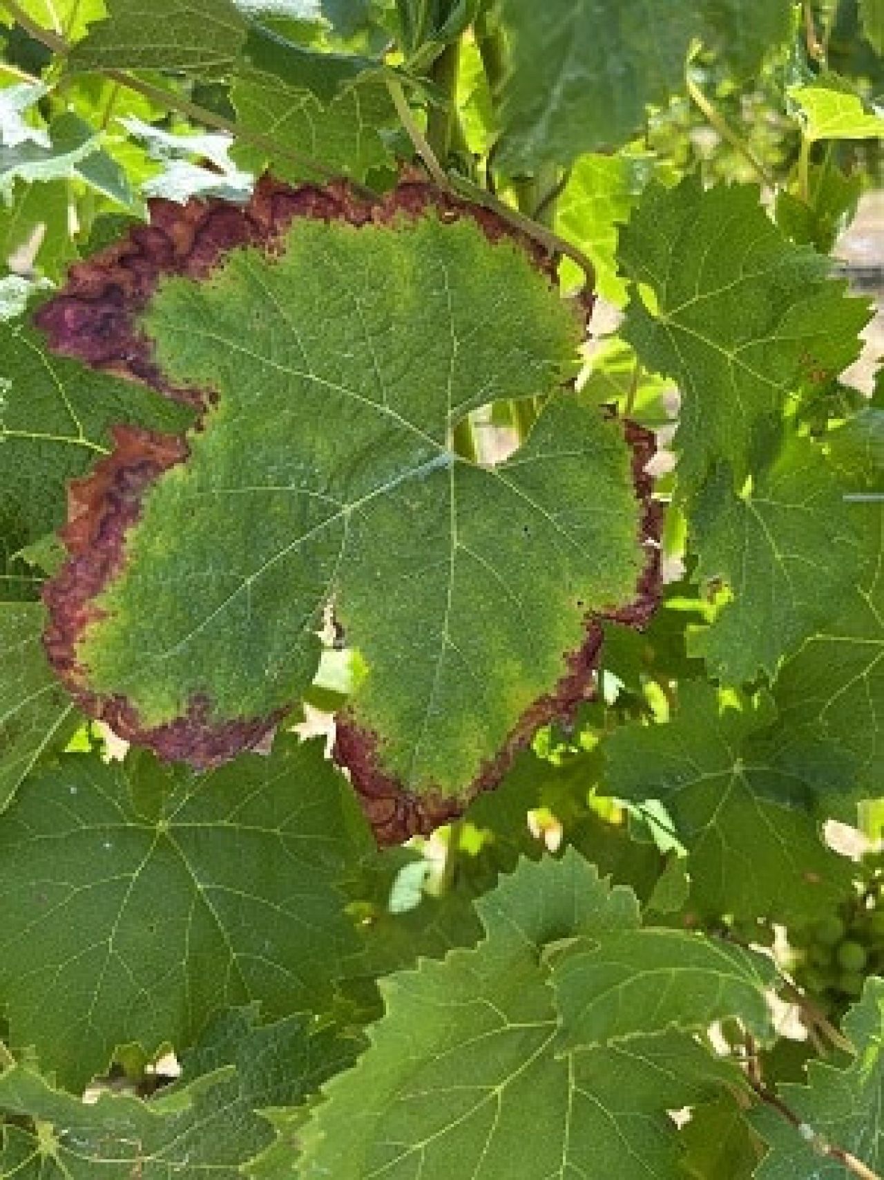 In the vineyard Photo 5 2