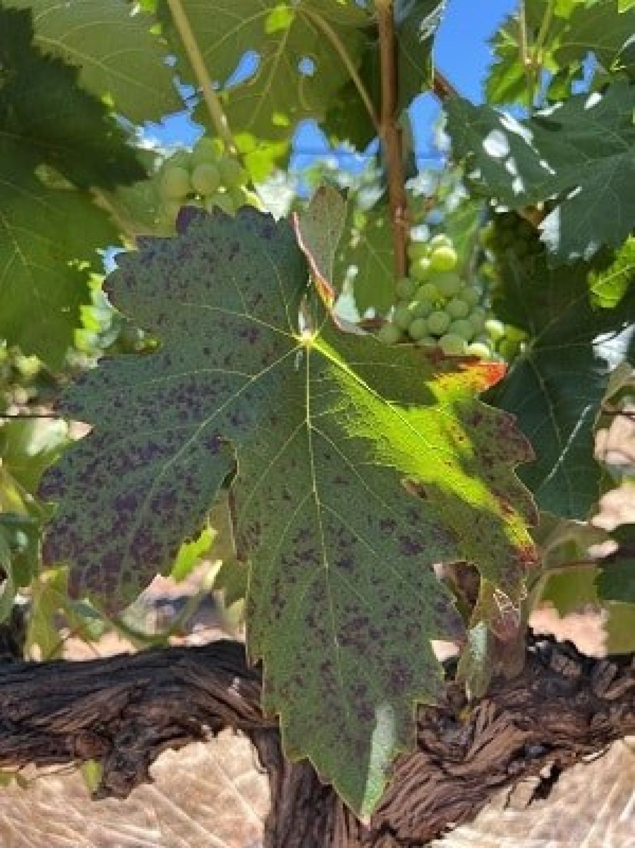 In the vineyard Photo 6