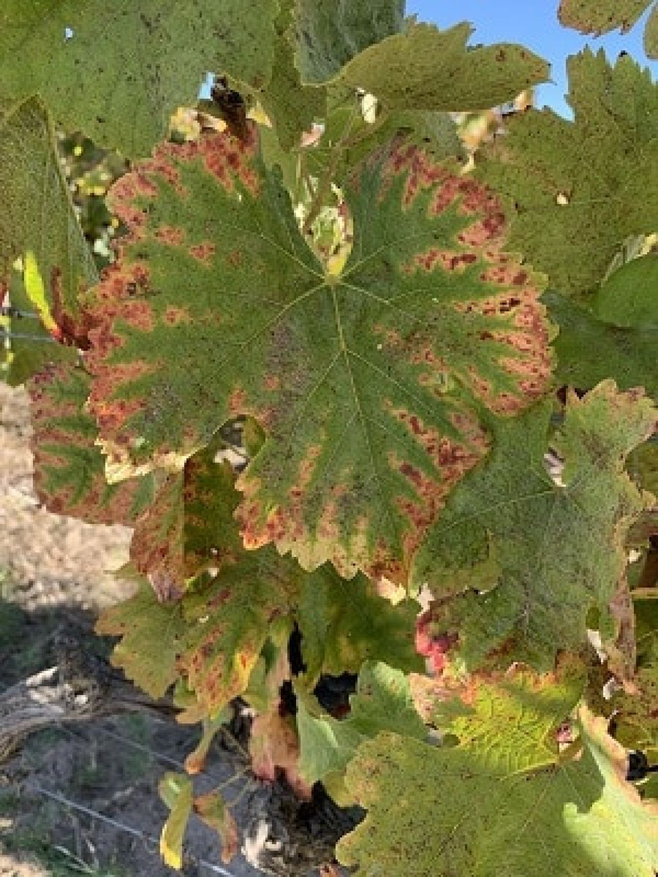 In the vineyard Photo 7 1