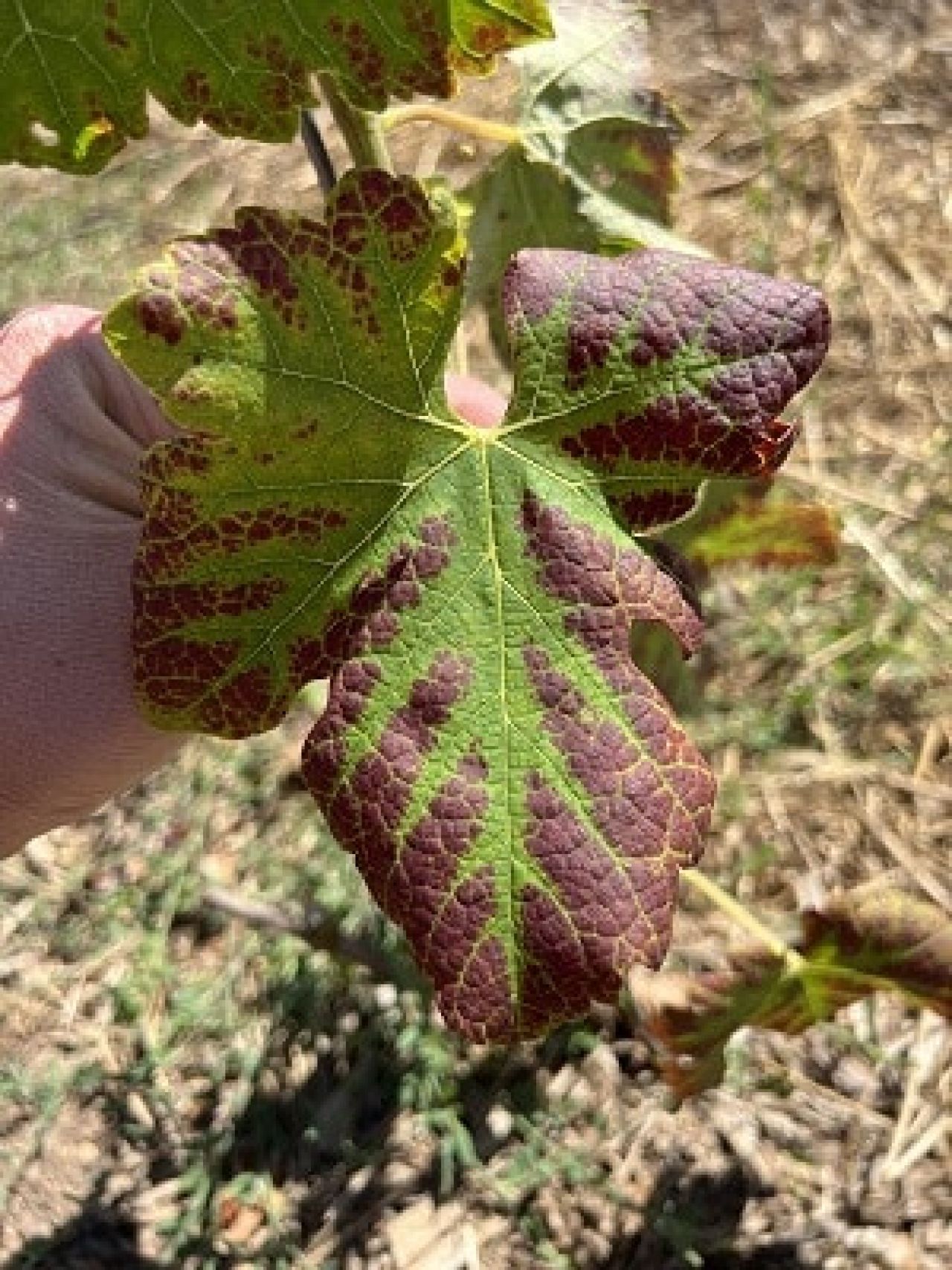 In the vineyard Photo 7 2