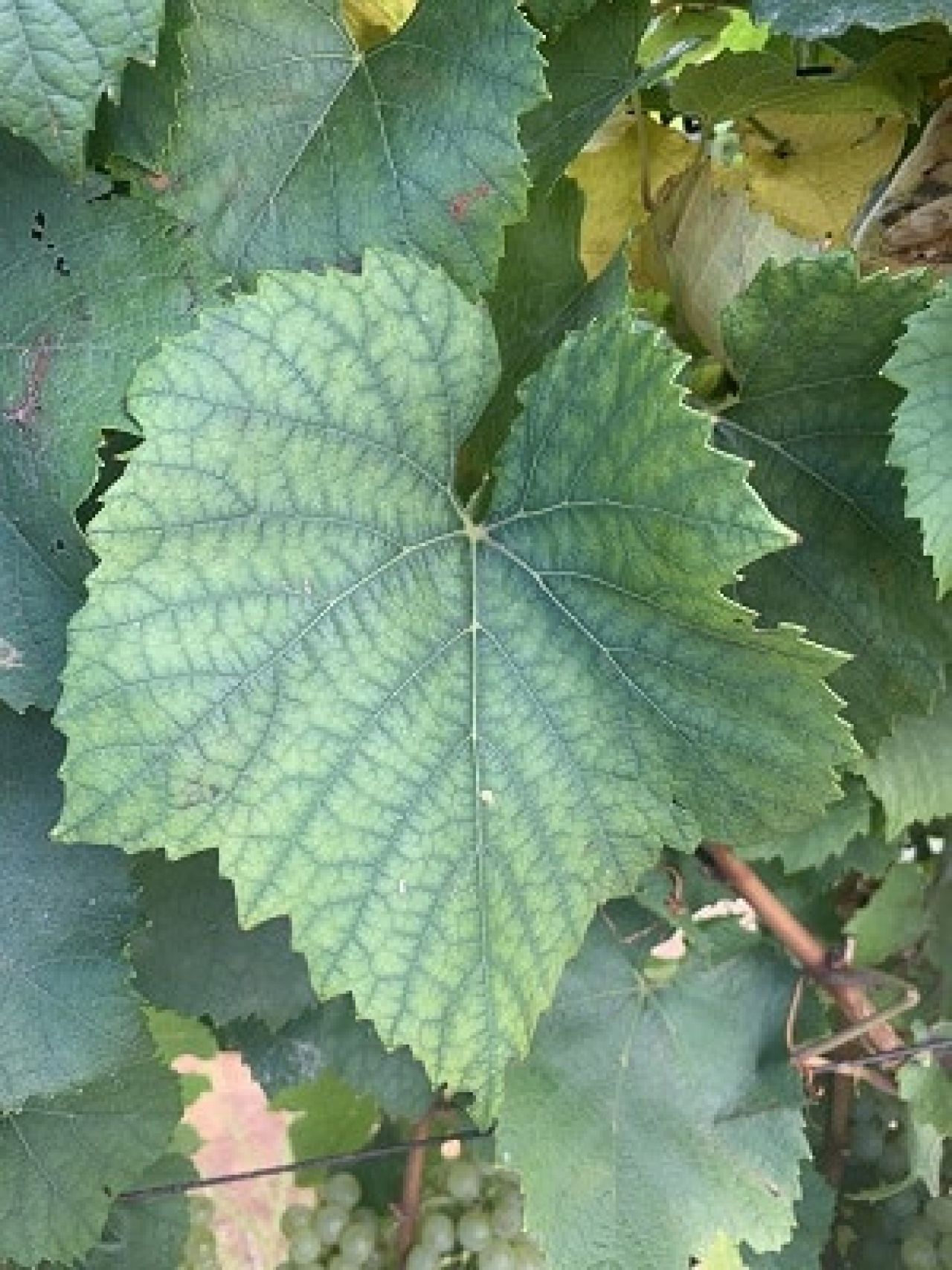 In the vineyard Photo 8