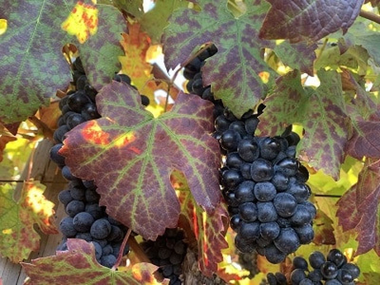 In the vineyard Photo 1
