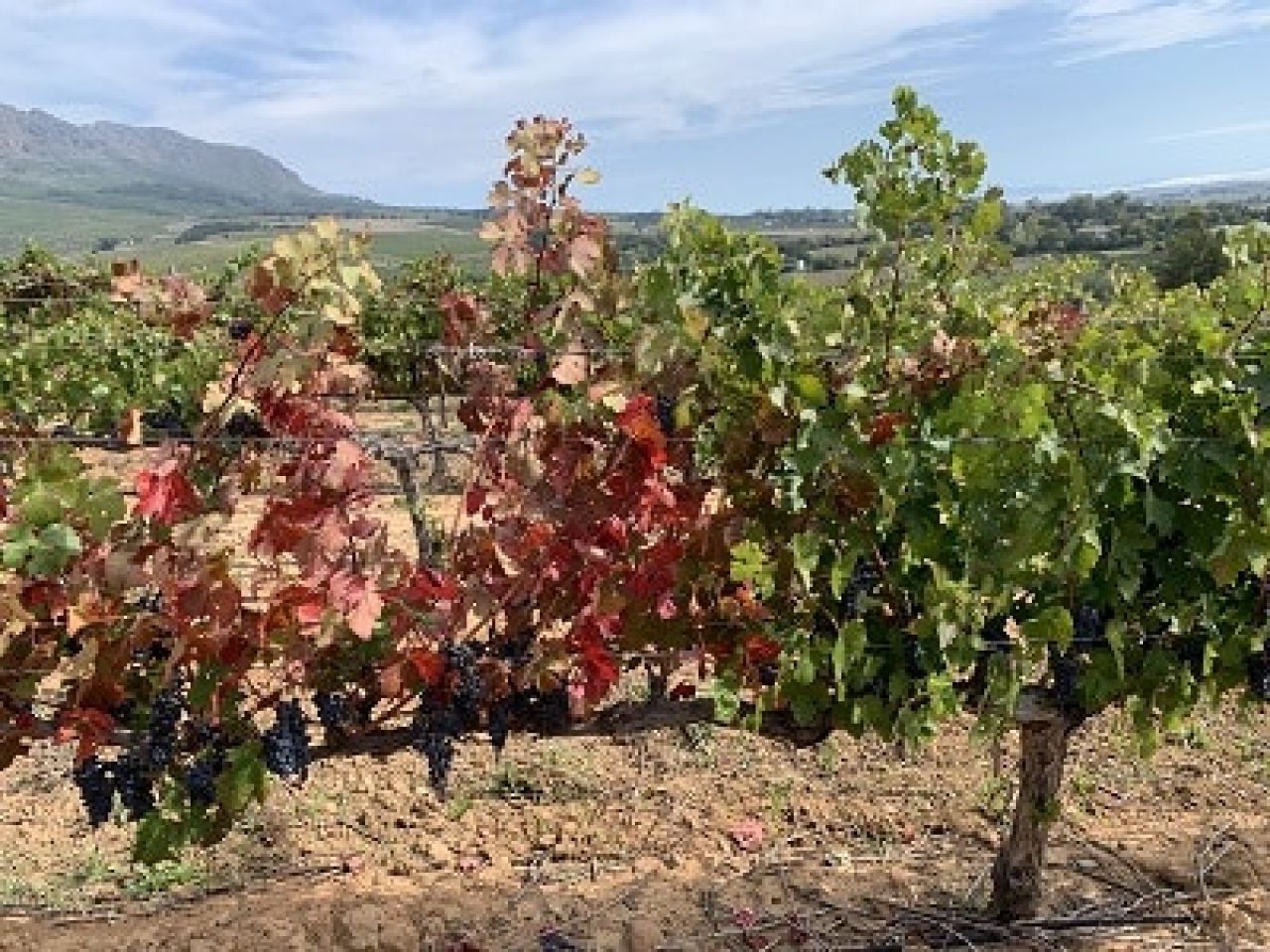 In the vineyard Photo 3 1