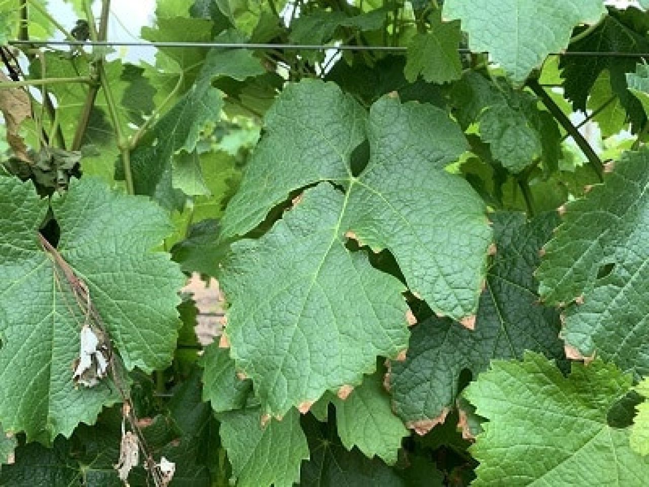 In the vineyard Photo 4 2