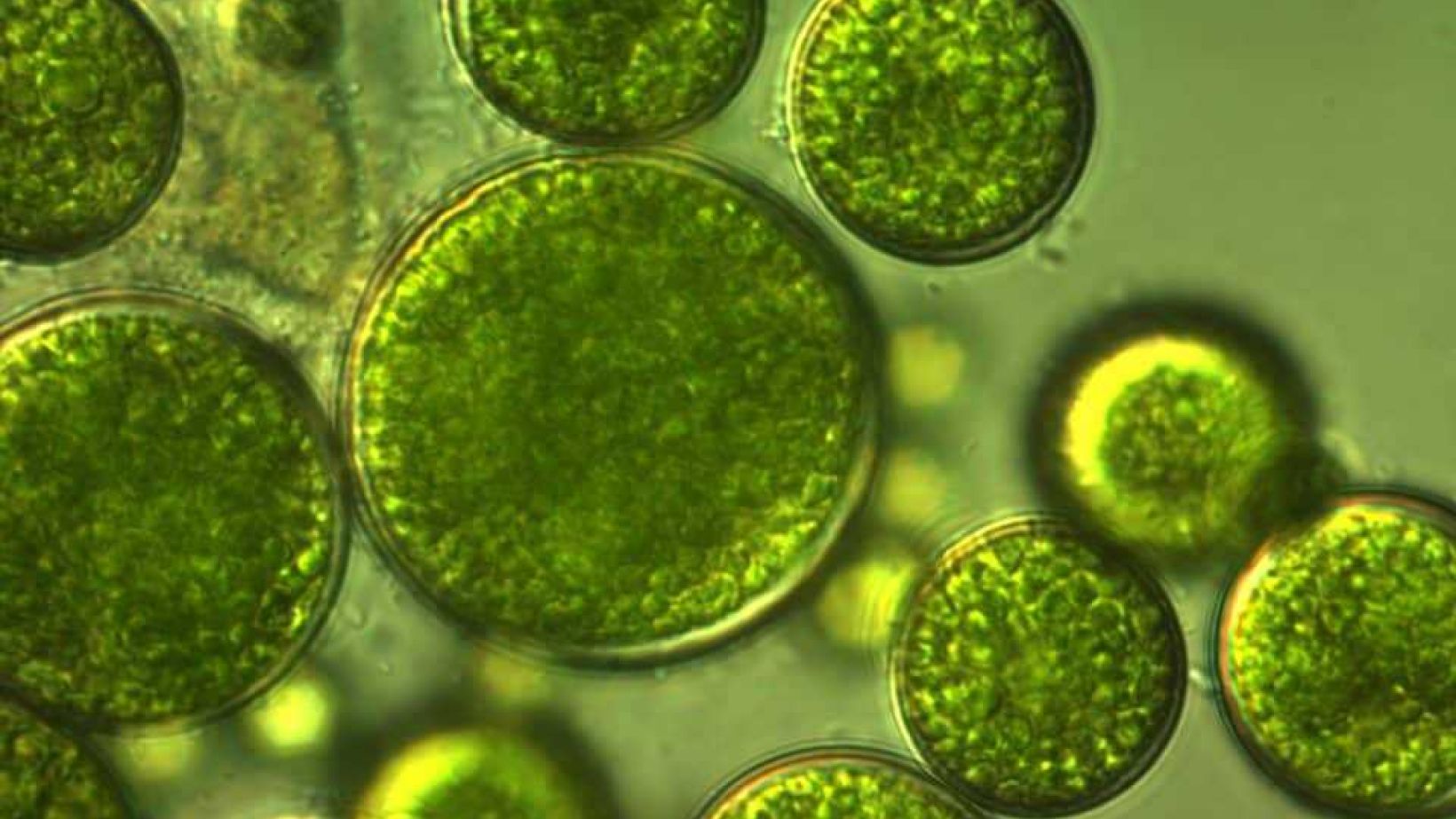 Algae 960x640 1