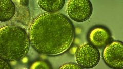 Algae 960x640 1