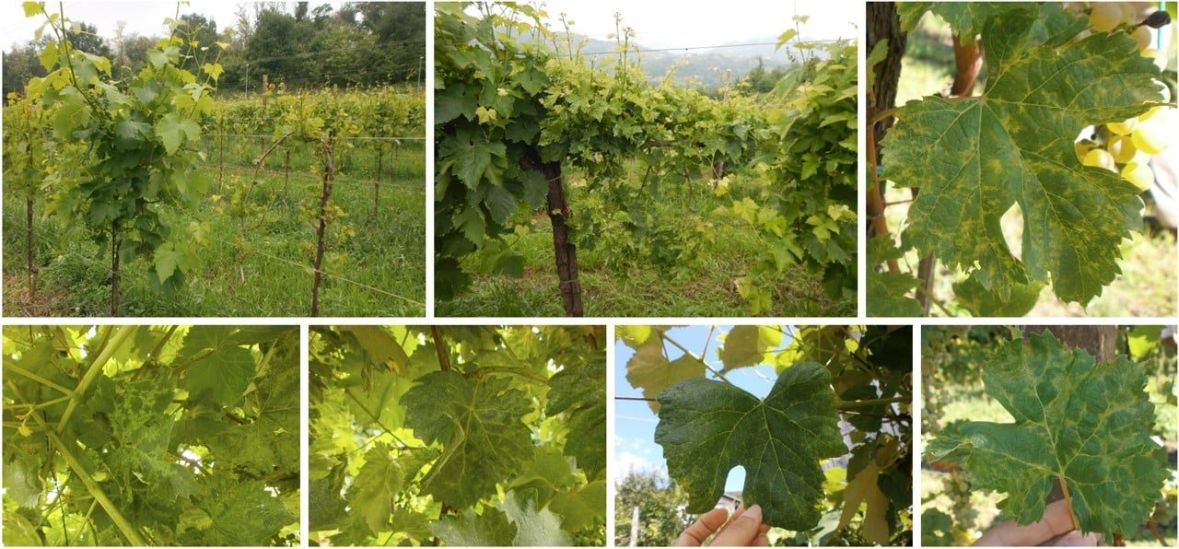 Improved Vitis planting material for wine industry Figure 6
