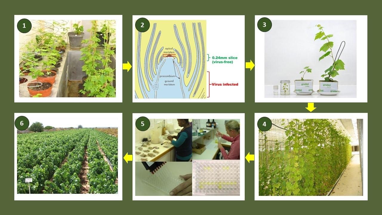 Improved Vitis planting material for wine industry Figure 1