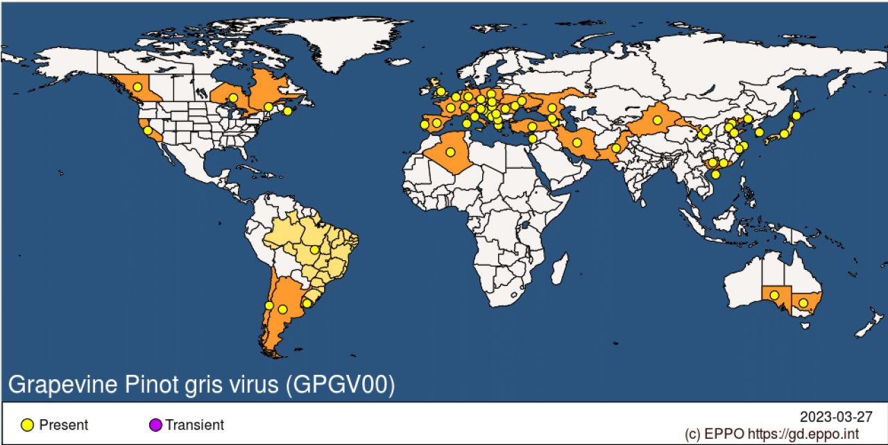 Improved Vitis planting material for wine industry Figure 7