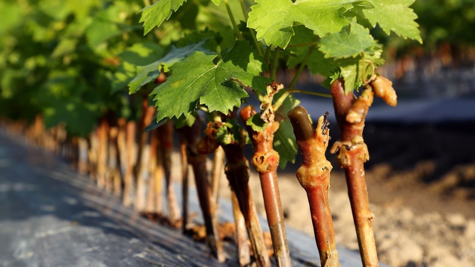 Vitis