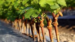 Improved Vitis planting material for wine industry
