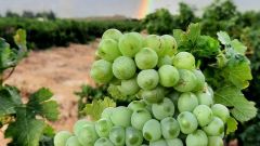 Semillon Nicolaas van Rensburg Morgenrood Boerdery