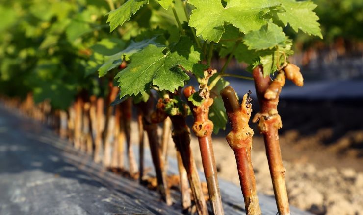 Improved Vitis planting material for wine industry