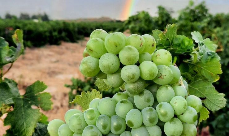 Semillon Nicolaas van Rensburg Morgenrood Boerdery