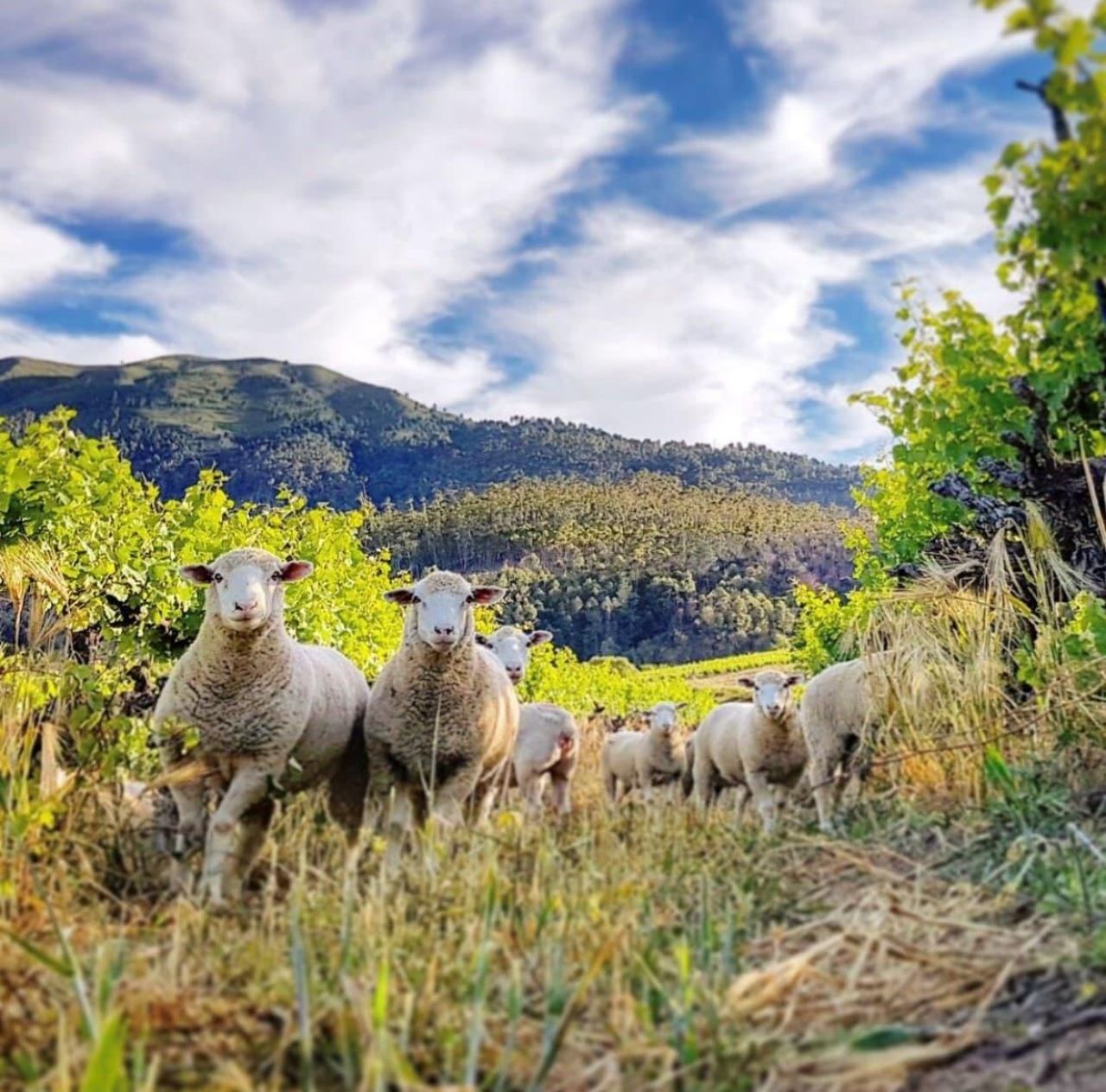 Sheep in vineyards