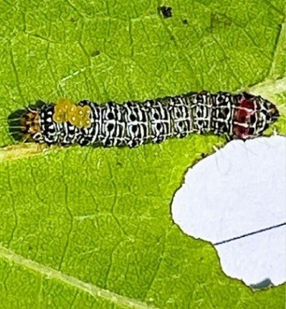Vineyard biodiversity4