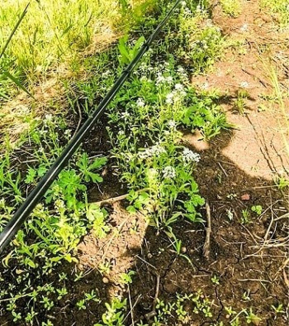 Vineyard biodiversity5