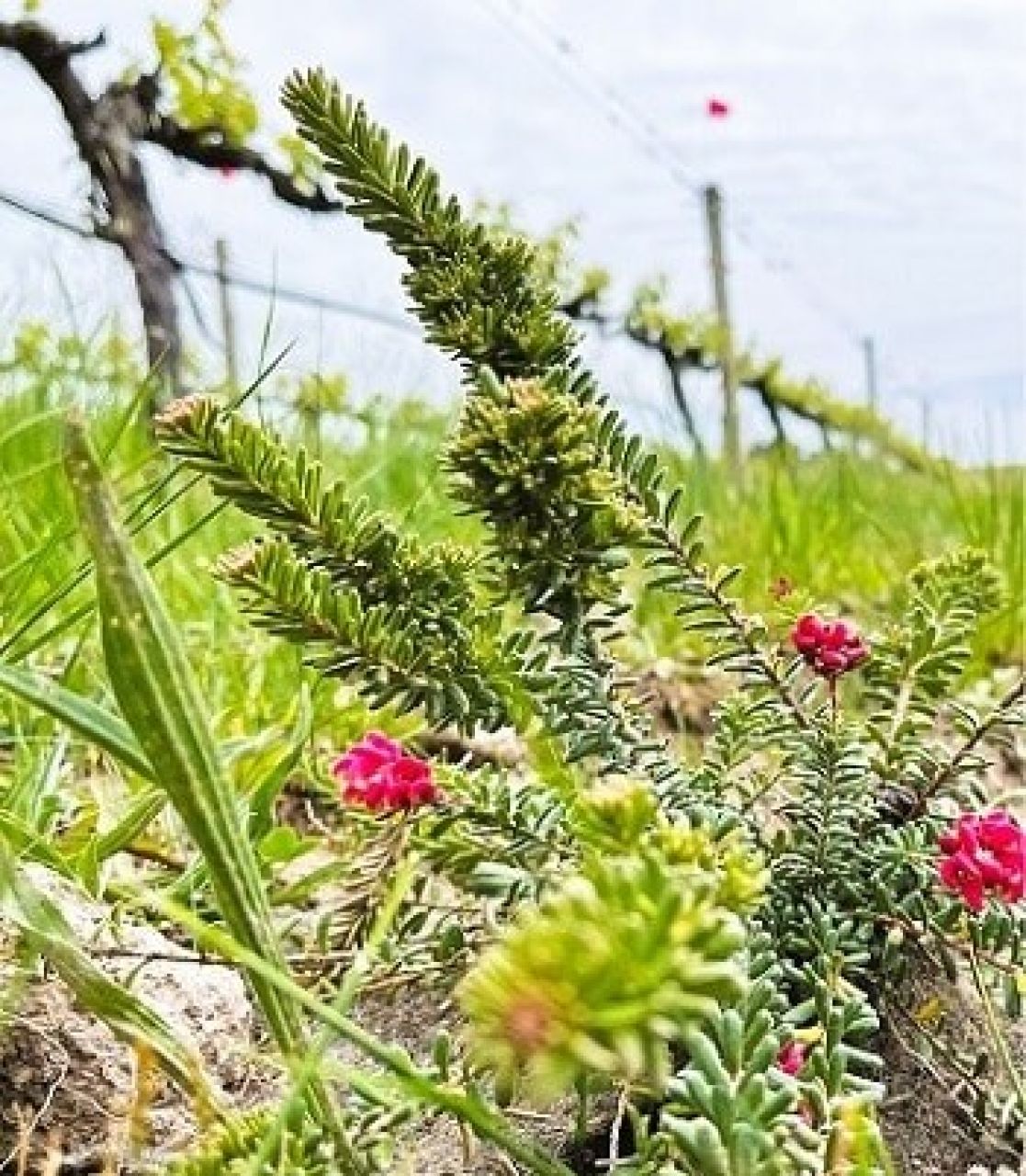 Vineyard biodiversity7