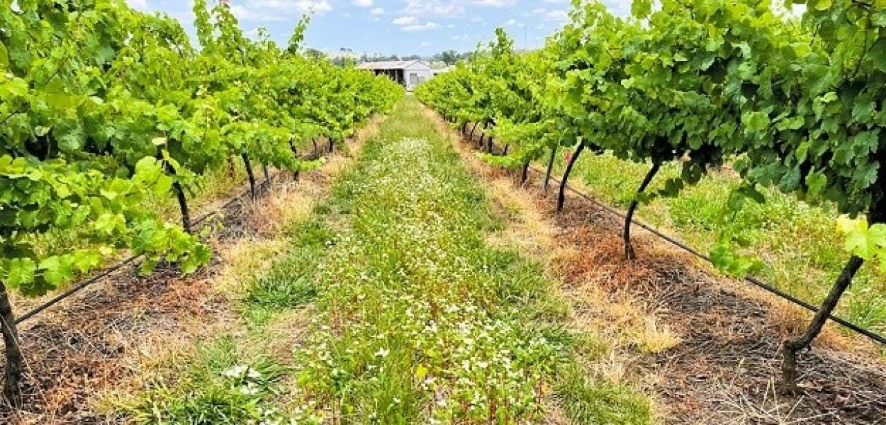 Vineyard biodiversity2