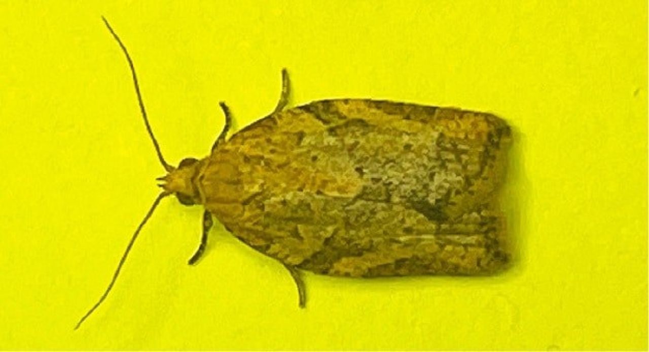 Vineyard biodiversity3