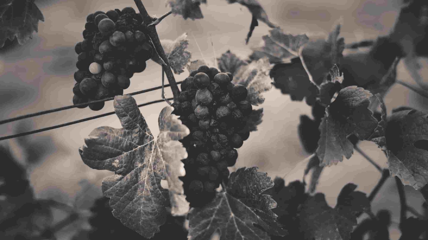 Grapes hanging with leaves vine yard