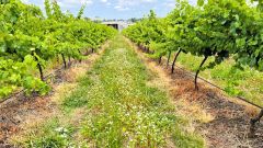 Vineyard biodiversity2 Featured image