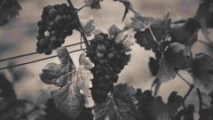 Grapes hanging with leaves vine yard