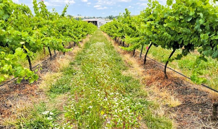 Vineyard biodiversity2 Featured image