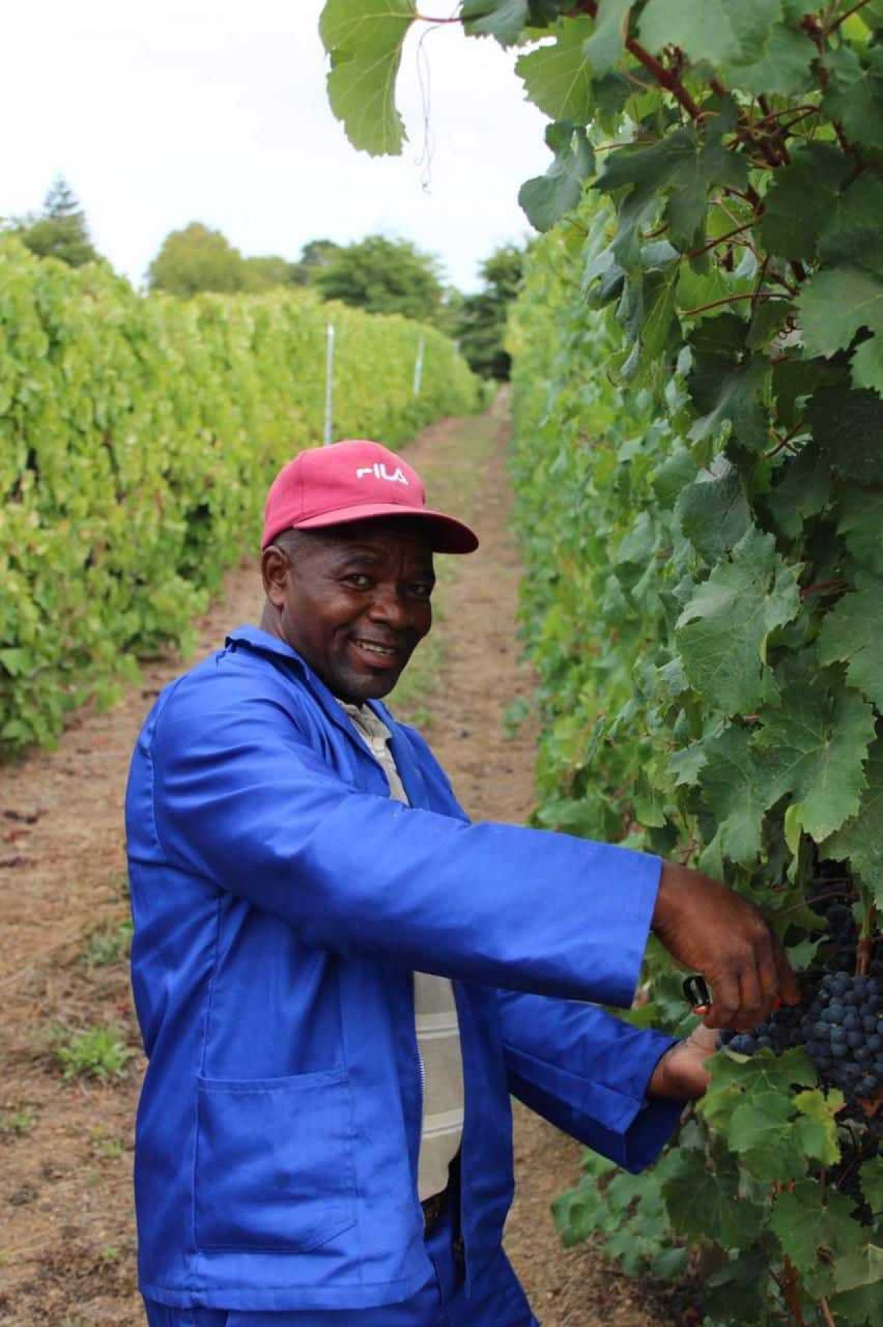 Lawrence Lebenya Belfield vineyard manager