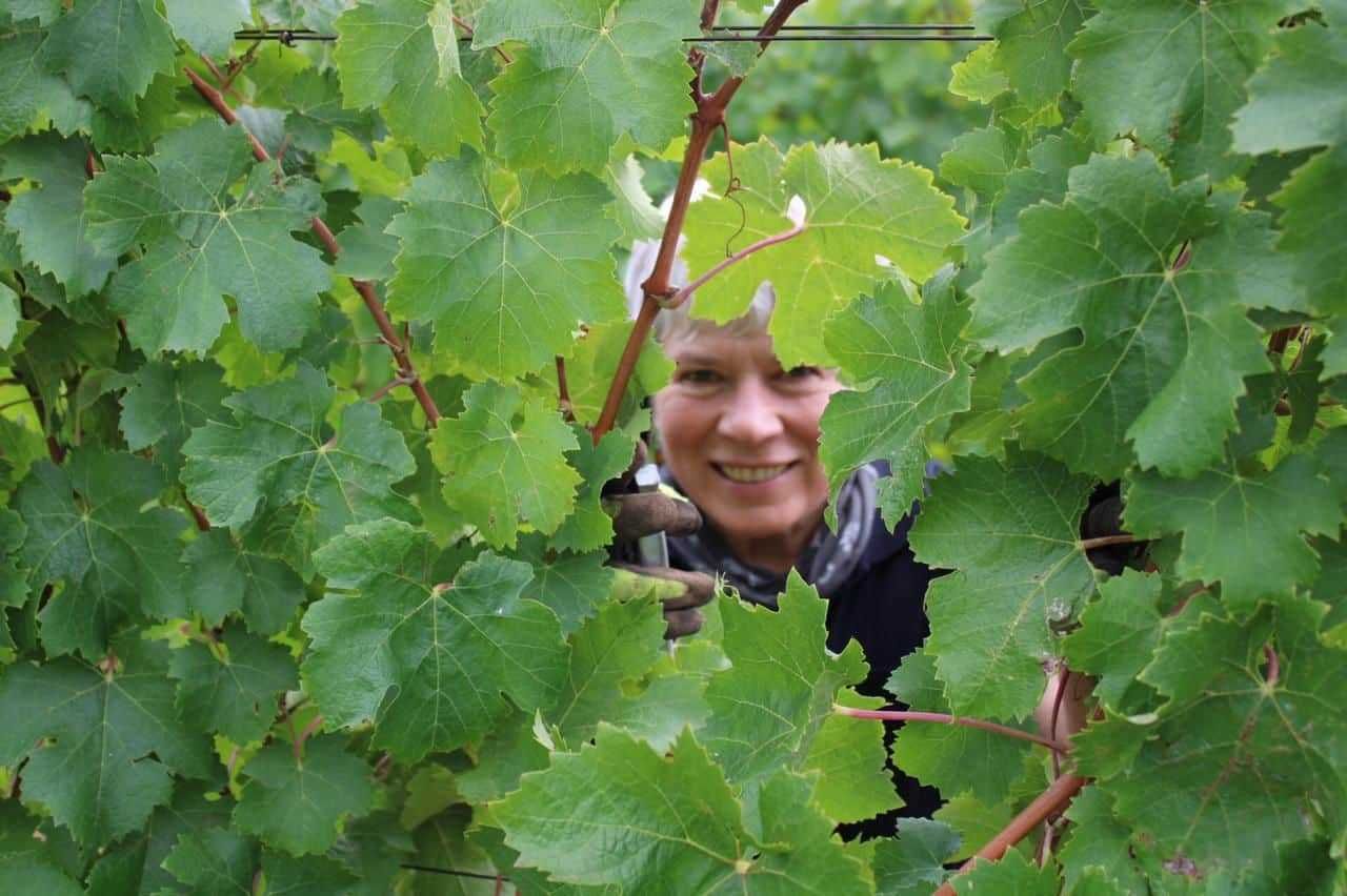 Mel Kreft in the Syrah vineyard