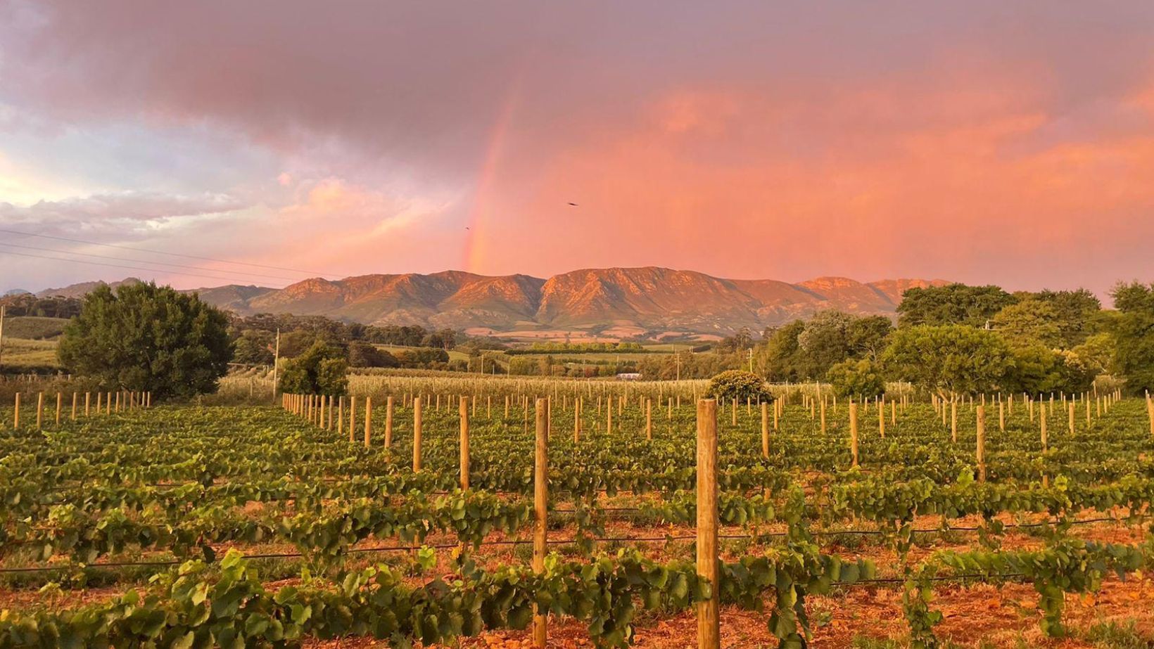 Chardonnay vineyard overlooking Oak Valley mountains