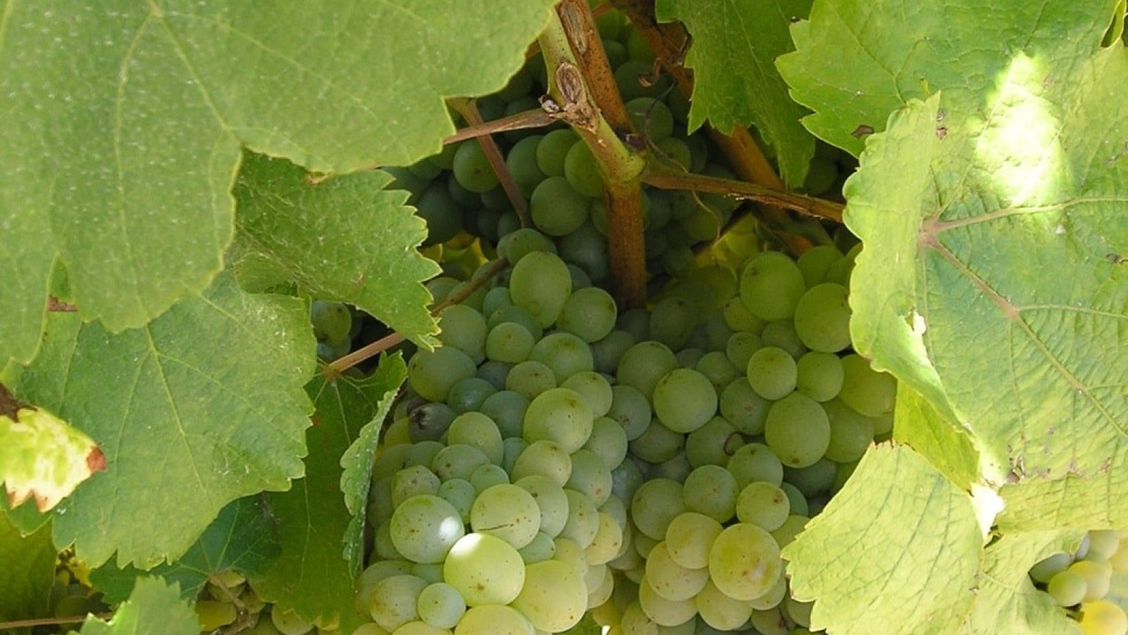 Chenin blanc