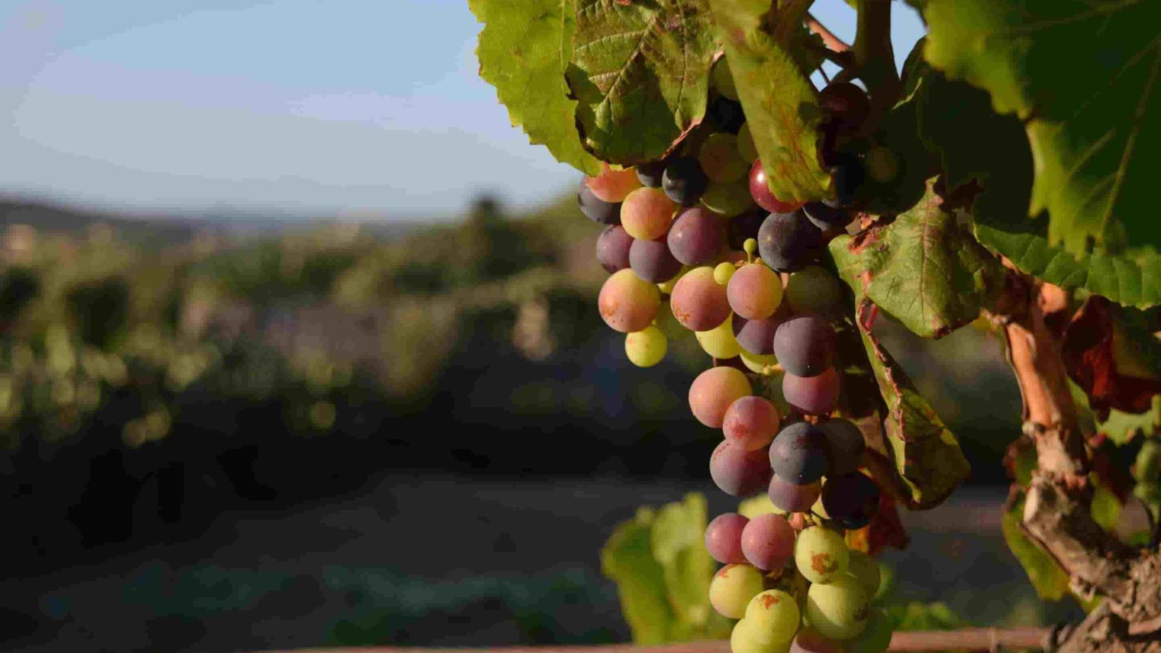 A closeup of grapes on a tree in a vineyard under the sunlight in Malta with a blurry background