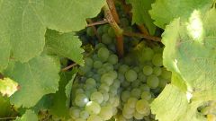 Chenin blanc Ina Smith Wo SA Library