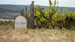 Medium Champagne De Telmont Photo Vendanges Telmont x Botrys exterieur 166
