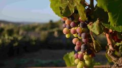 Closeup grapes tree vineyard sunlight malta
