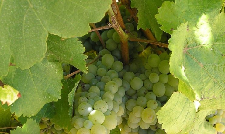 Chenin blanc Ina Smith Wo SA Library