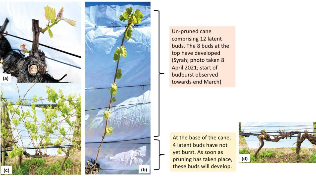 Pruning fig 4