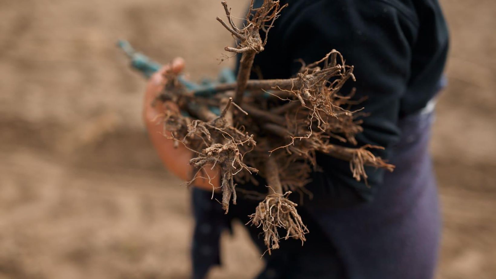 Root