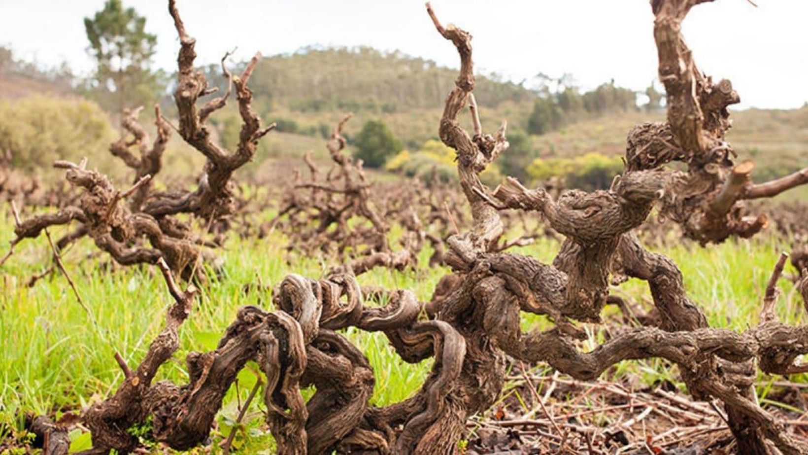 Old vine