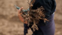 Managing for optimum root health Shutterstock