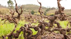 Old vine