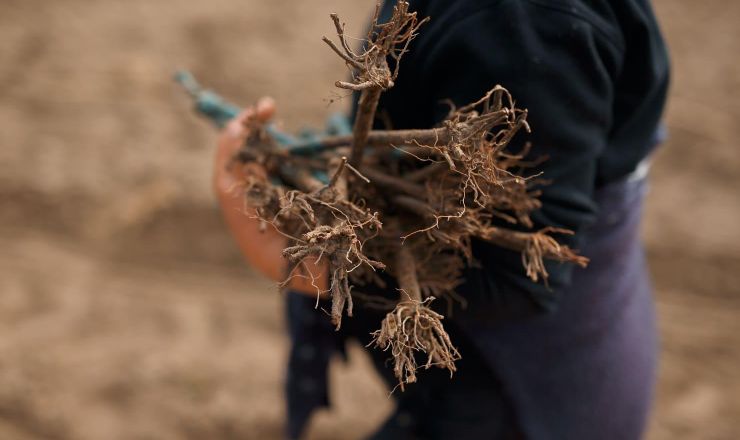 Managing for optimum root health Shutterstock