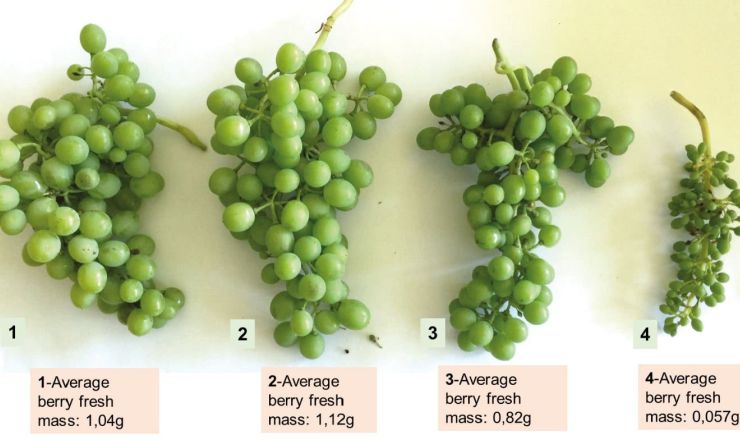 Pruning fig 2