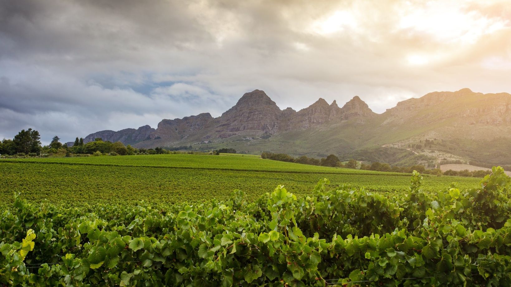 Best Value Sparkling Wine of the Year NV KWV Laborie Brut Winery