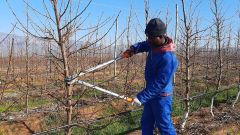 Farmer cutting branches w1496 o