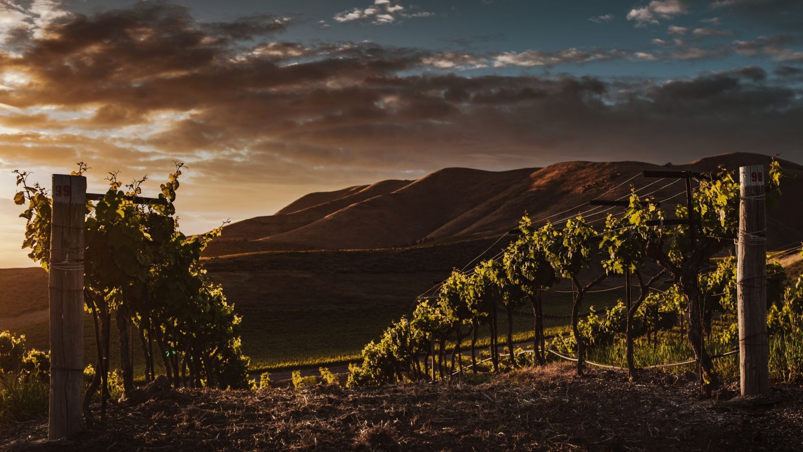 Selective focus shot vine trees captured beautiful vineyard twilight