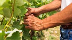Close up farmer working 23 2148573784